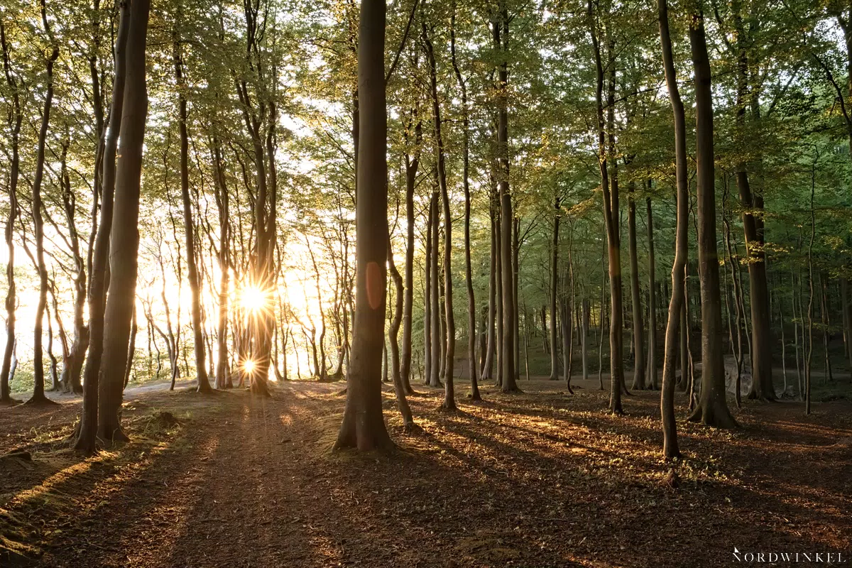 sonne im wald am morgen belichtungsreihe auf schatten belichtet