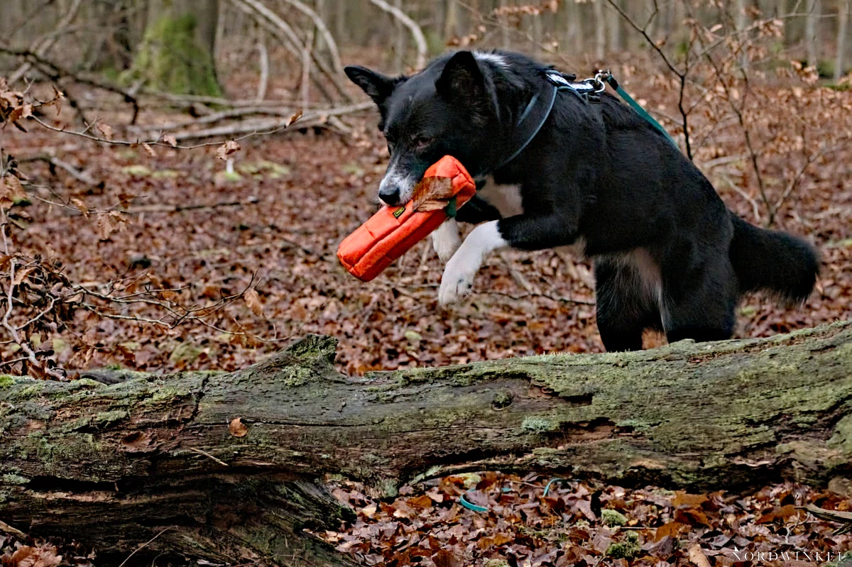 hnd bounty hüpft über einen baumstamm im wald mit einem futterbeutel im maul