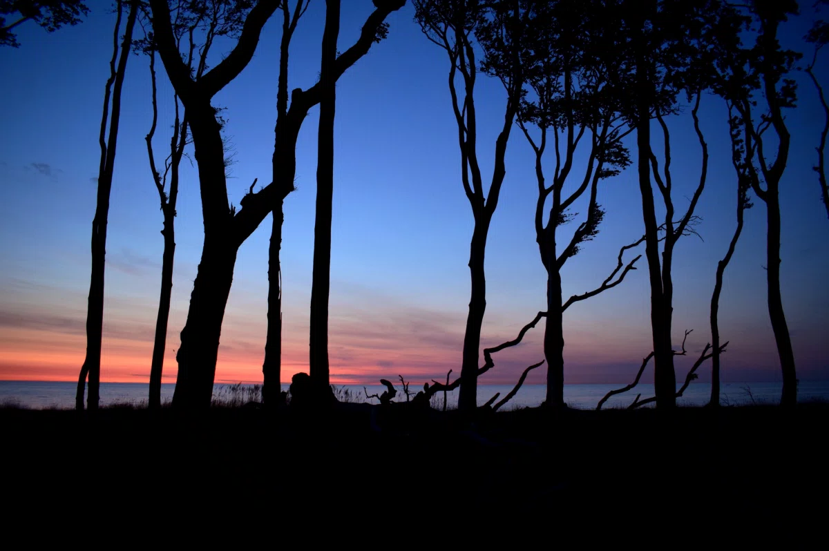 sonnenuntergang am meer mit umrissen von bäumen