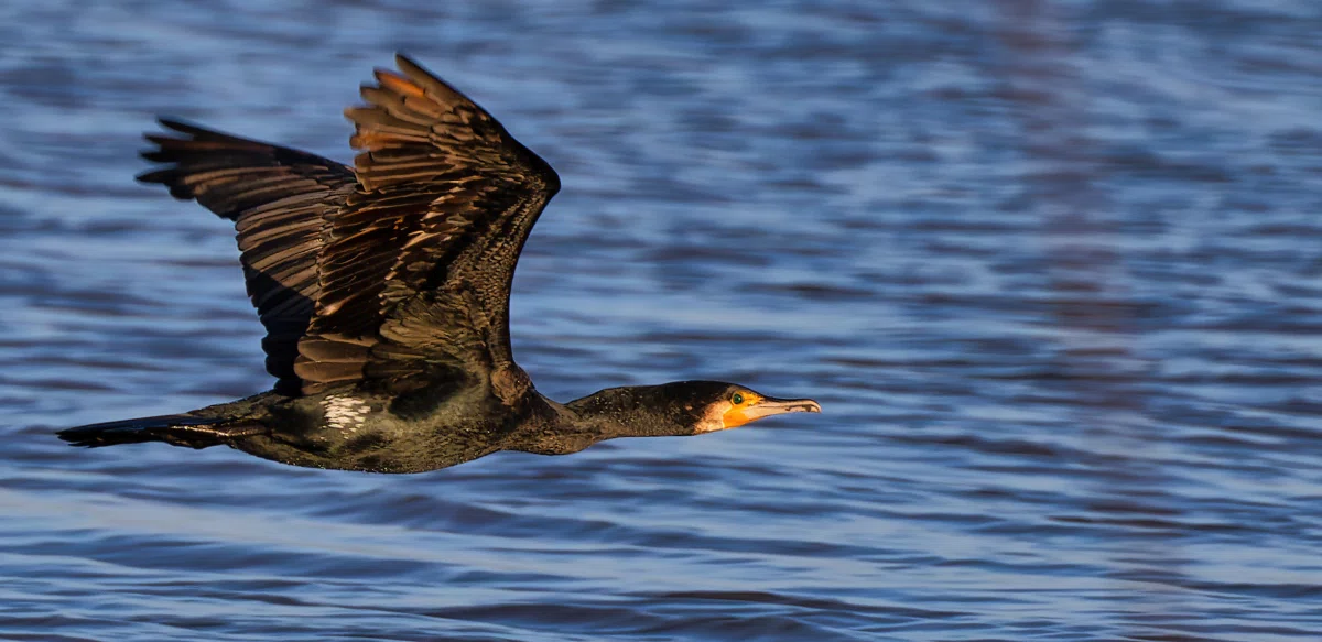 kormoran über ruhiger wasserfläche im flug