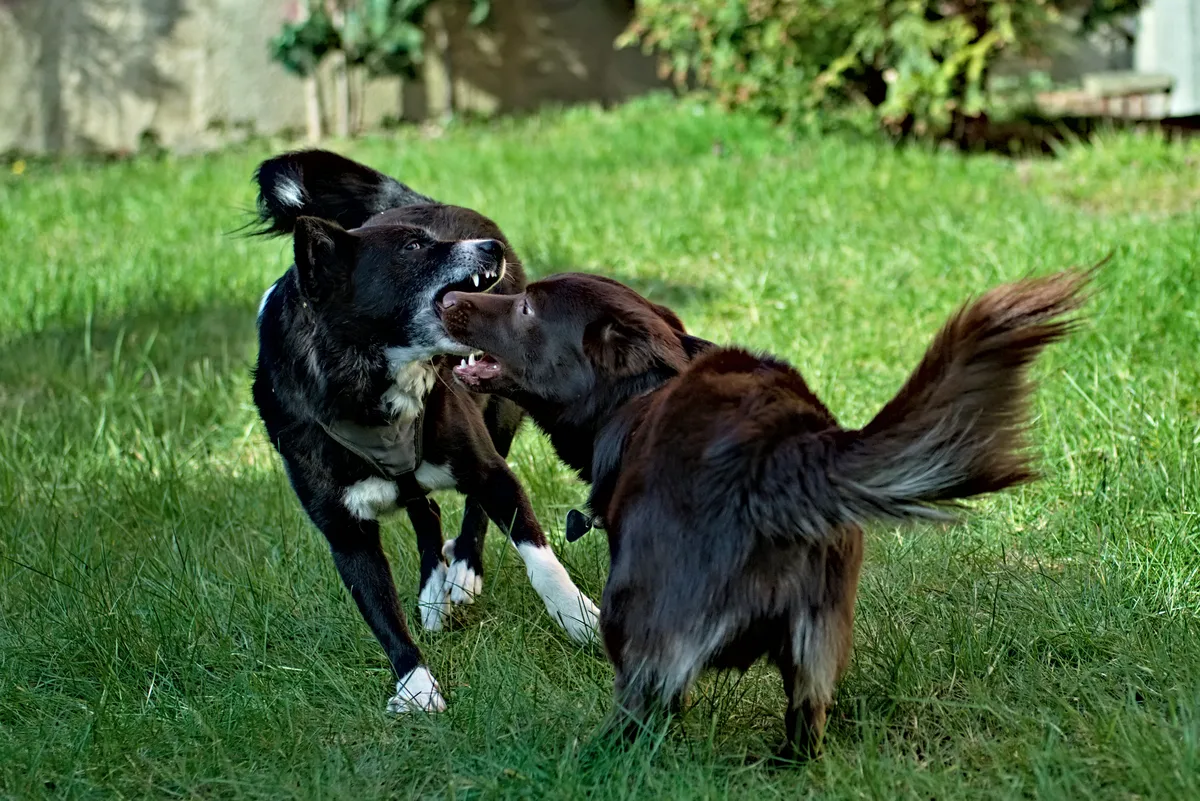 zwei tobende hunde auf grüner wiese