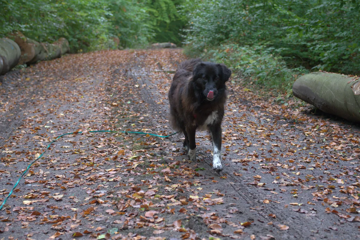 unbearbeitete hündin ronja auf waldweg mit zunge über der nase