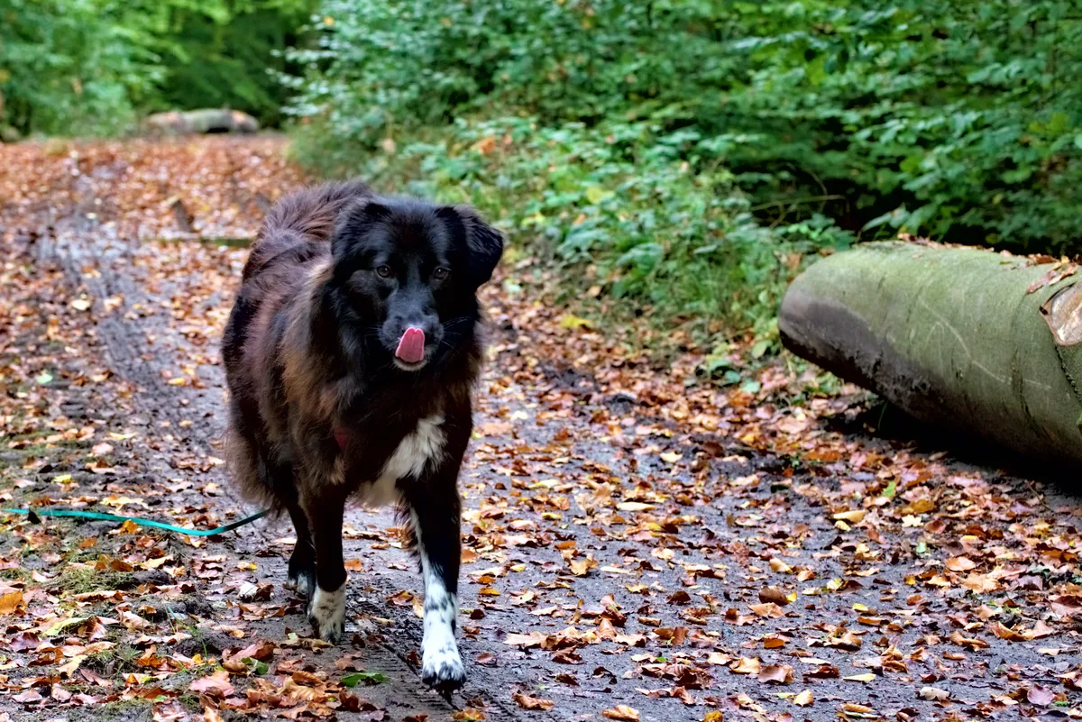 bearbeitete hündin ronja auf waldweg mit zunge über der nase
