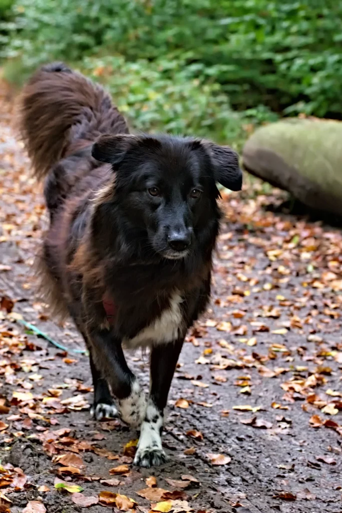 hund ronja auf einem waldweg