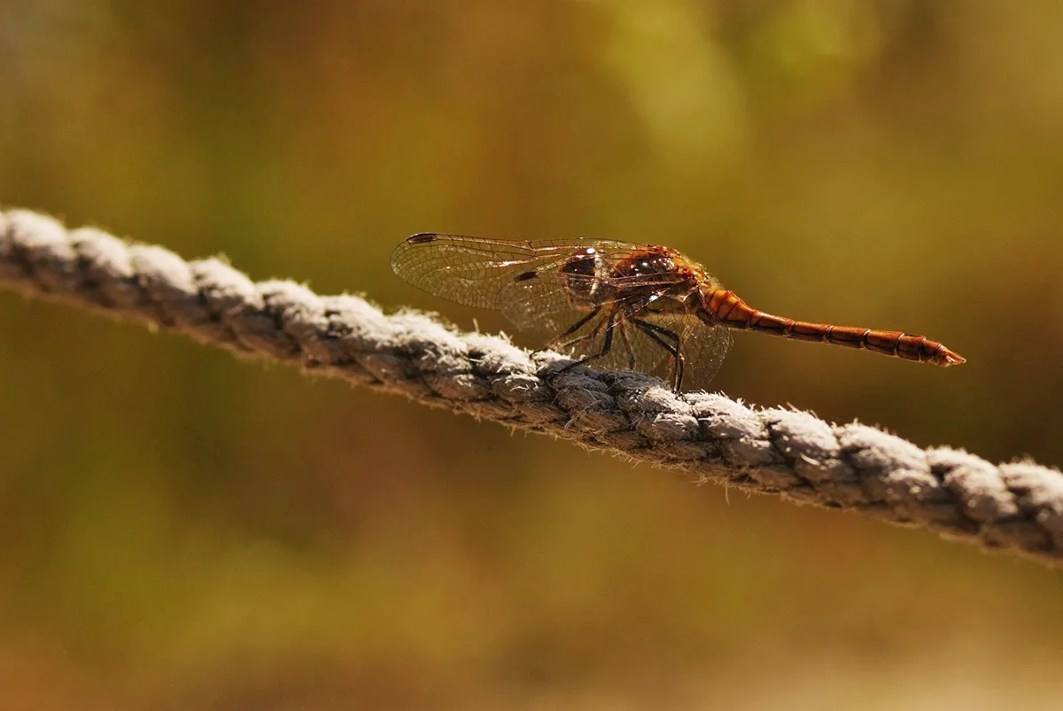 libelle auf einem seil vor verschwommenem Hintergrund