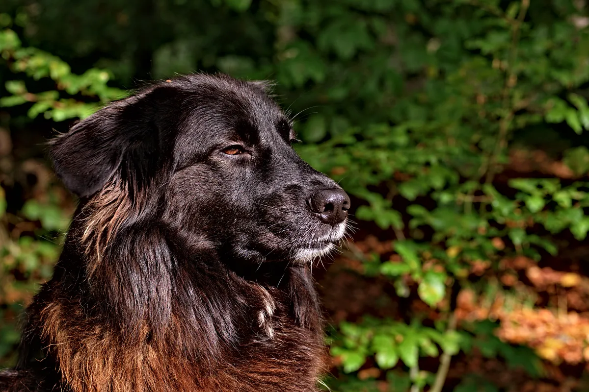 hundegesicht ronja im goldenen schnitt