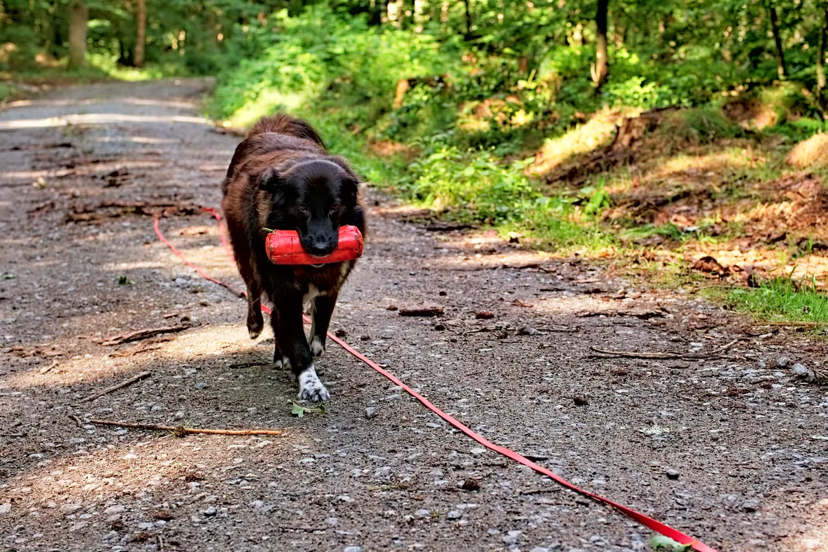 hund im wald mit rotem futterbeutel auf schotterweg