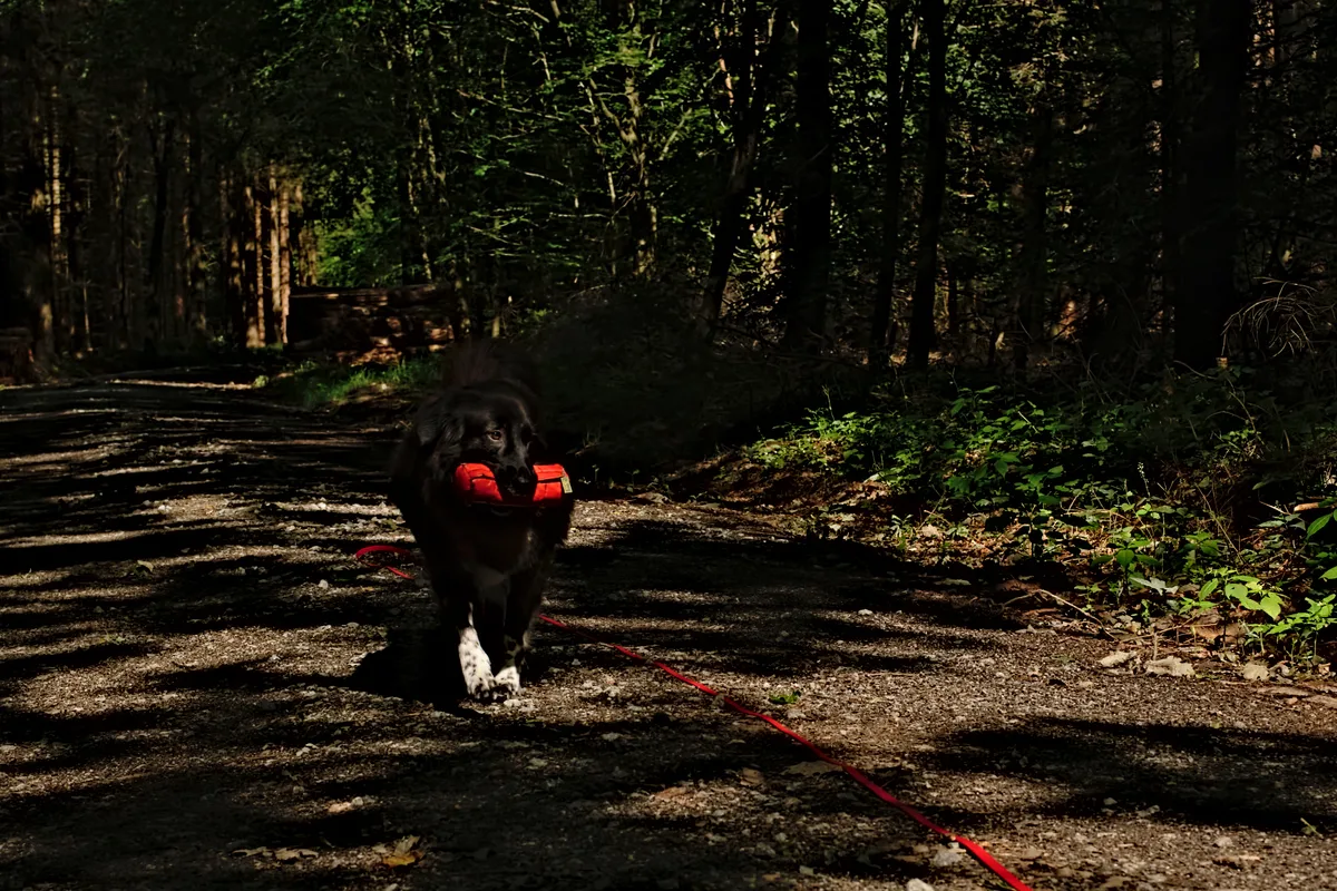 hund im wald auf schotterweg zu dunkel belichtet